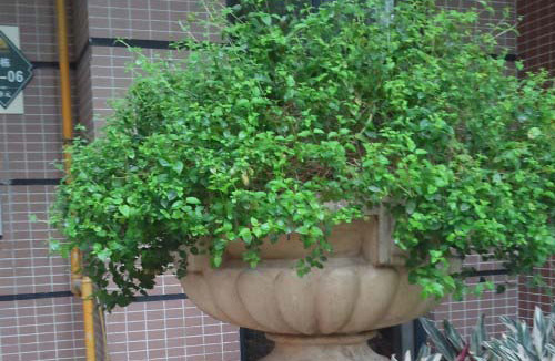 花盆08